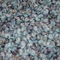 Raw Cashew Nut