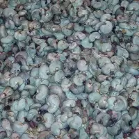 Raw Cashew Nut