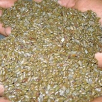 Cassia Tora Seeds 100% Organic