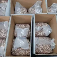 Roasted Cashew Nuts With Skin