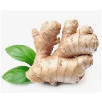 Ginger