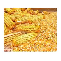 Whole Dried Corn