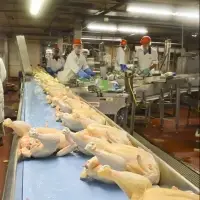 Halal Whole Frozen Chicken