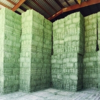Top Grade  Alfalfa Timothy Hay