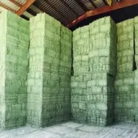 Top Grade  Alfalfa Timothy Hay