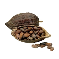 Quality Fresh Cocoa Beans