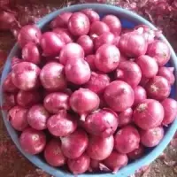 Red Onion