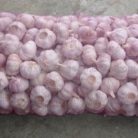 Red Fresh Garlic 