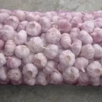 Red Fresh Garlic 
