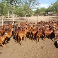 Healthy Kalahari Goats