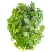Herbs