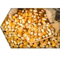 Corn