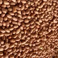 Groundnuts (Mozambique Origin)
