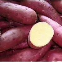 Sweet Potato