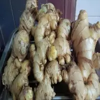 Yellow Ginger
