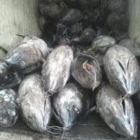 Yellow Fin Tuna & Big Eye (Mix)