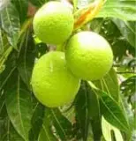 Bread fruit
