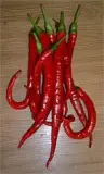 Long chili