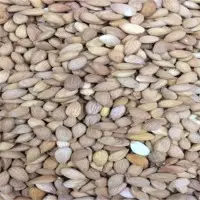 Apricot Kernel