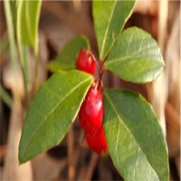 Winter Green Oil