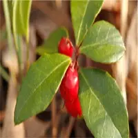 Winter Green Oil