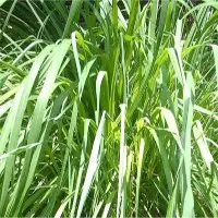 Citronella Essential Oil
