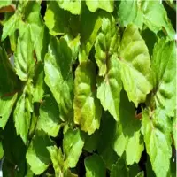 Patchouli Oil