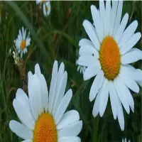 Roman Chamomile Oil