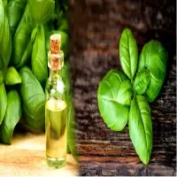 Basil Oil