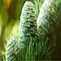 Cedar Wood Oil