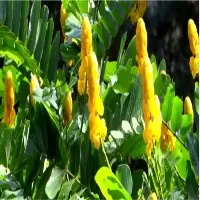 Cassia Alata Leaf