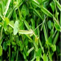Pirandai Herbs