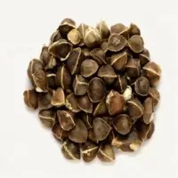 Moringa Seed