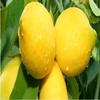 Lemon Oil