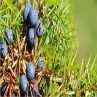 Juniper Berry Essential Oil