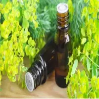 Cypress Oil