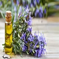 Rosemary Oil