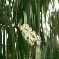 Cajeput Oil