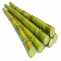 Sugarcane