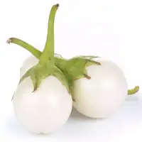 African Garden Egg (solanaceous Aeathiopicum)