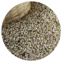 Sesame Seeds (sesamum indicum)