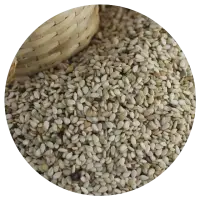 Sesame Seeds (sesamum indicum)