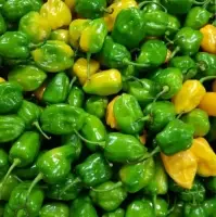 Hot Pepper/habanero (capsicum Chinense)