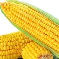Maize