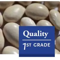 Oval White Beans
