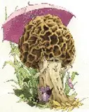 Mushroom