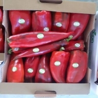 Fresh Pepper