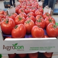 Fresh Tomato