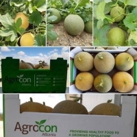 Fresh Melon