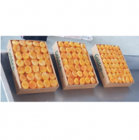 Apricot